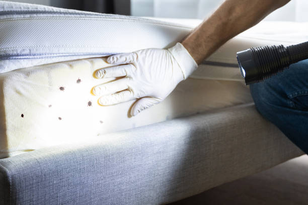 Best Spider Control Near Me  in Hoffman Estates, IL