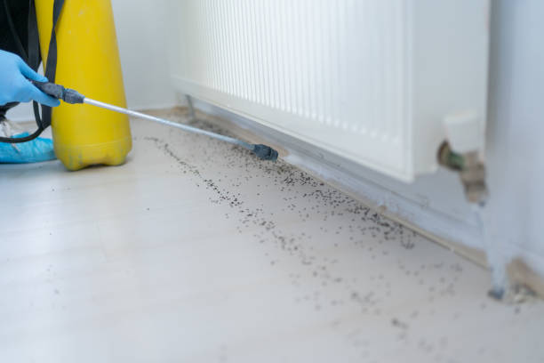 Best Wasp Removal Services  in Hoffman Estates, IL
